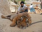 AD Singh tames full grown Tigers in tiger temple, a place on the remote outskirts of bangkok is situated in kanchanaburi on 13th May 2012 (21).jpeg